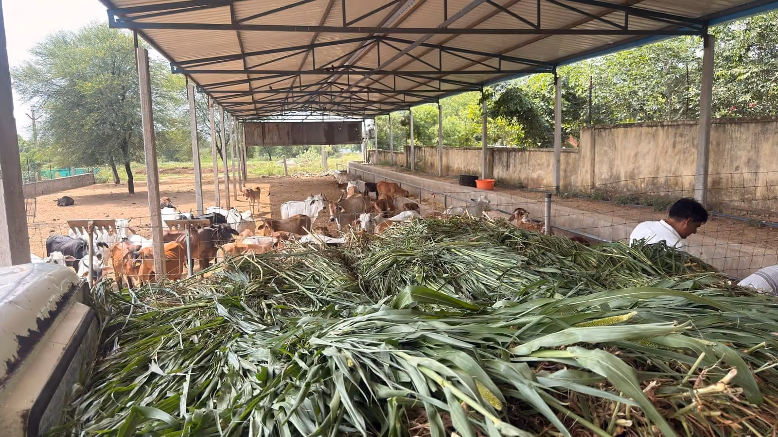 Fresh green fodder heaped under the gaushala shed, the herd waiting beyond