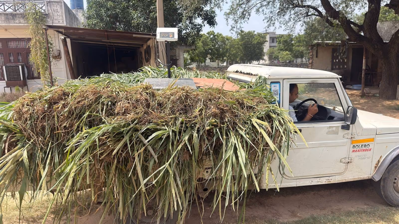 The morning's fodder arriving on the pickup