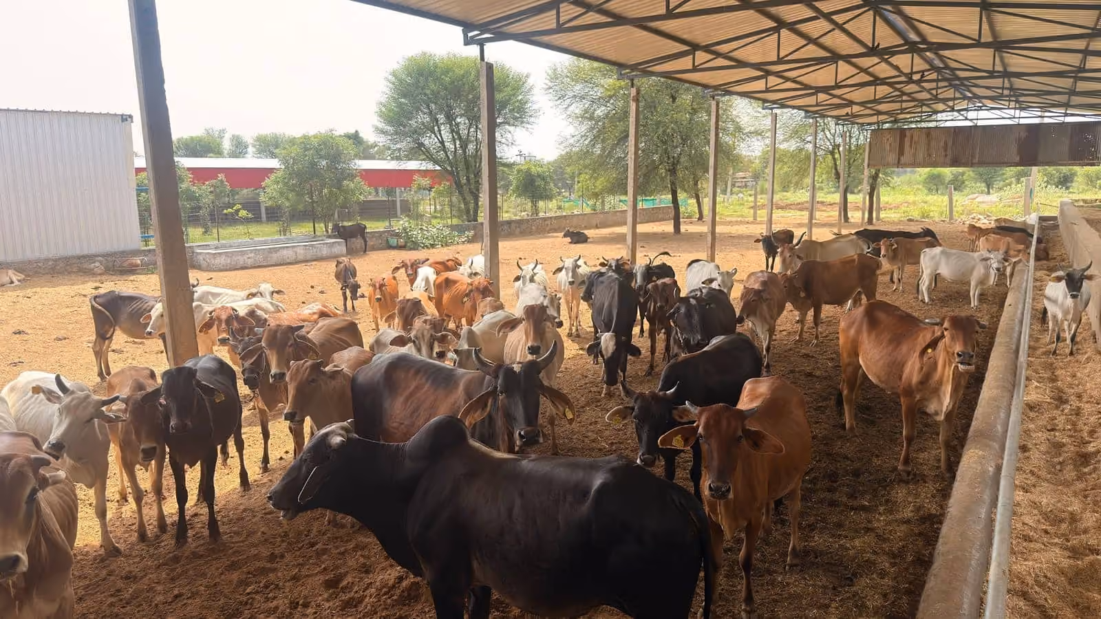 The herd under the shed, the gaushala grounds beyond