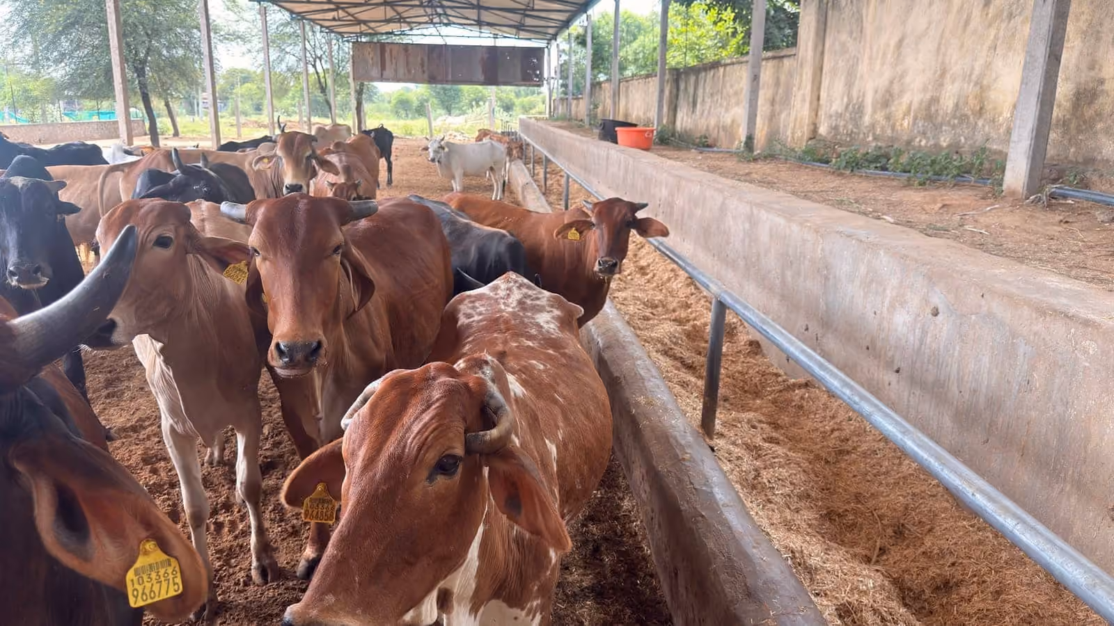 Cows along the concrete trough