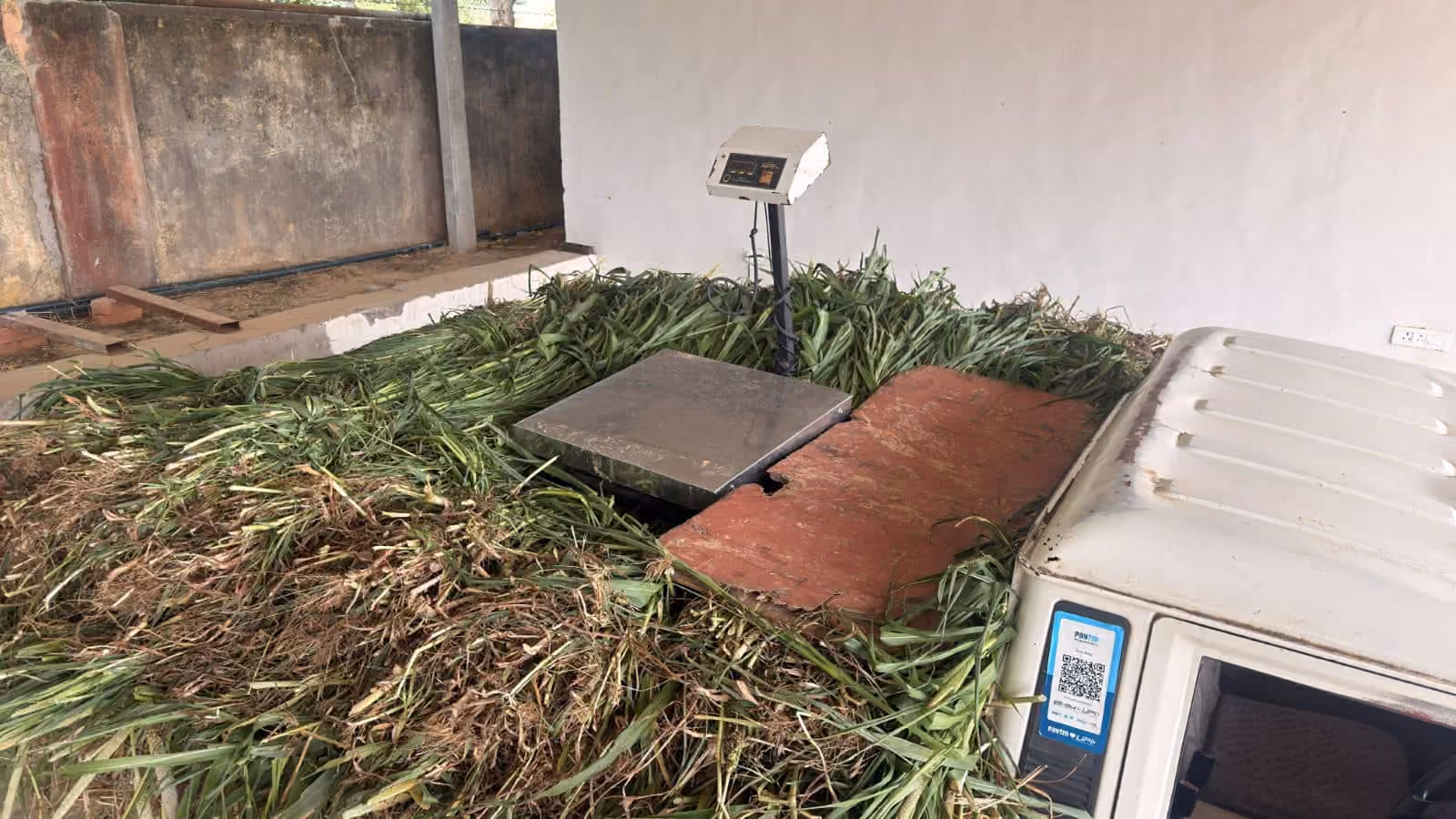 The platform weighing scale at the gaushala, heaped with fresh green fodder