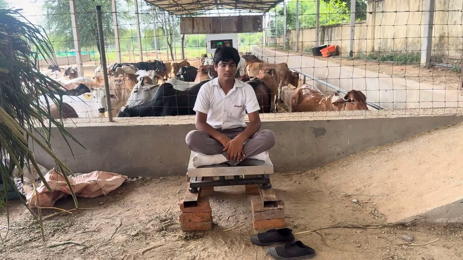 A devotee seated on the platform scale, green fodder heaped on the other side
