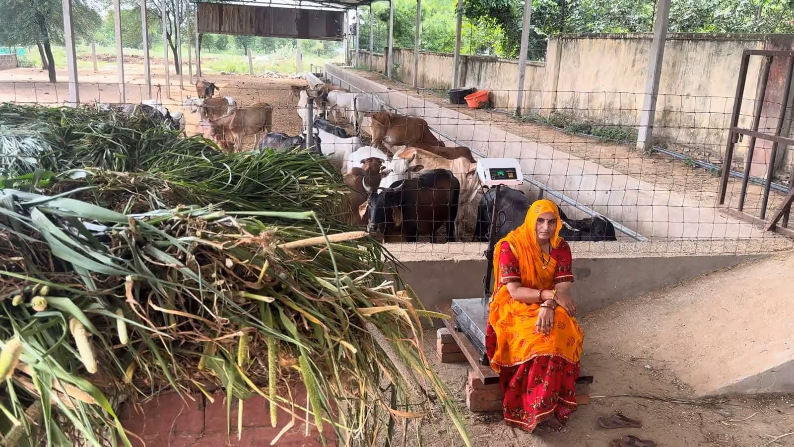 A devotee beside the heap of fodder weighed for her