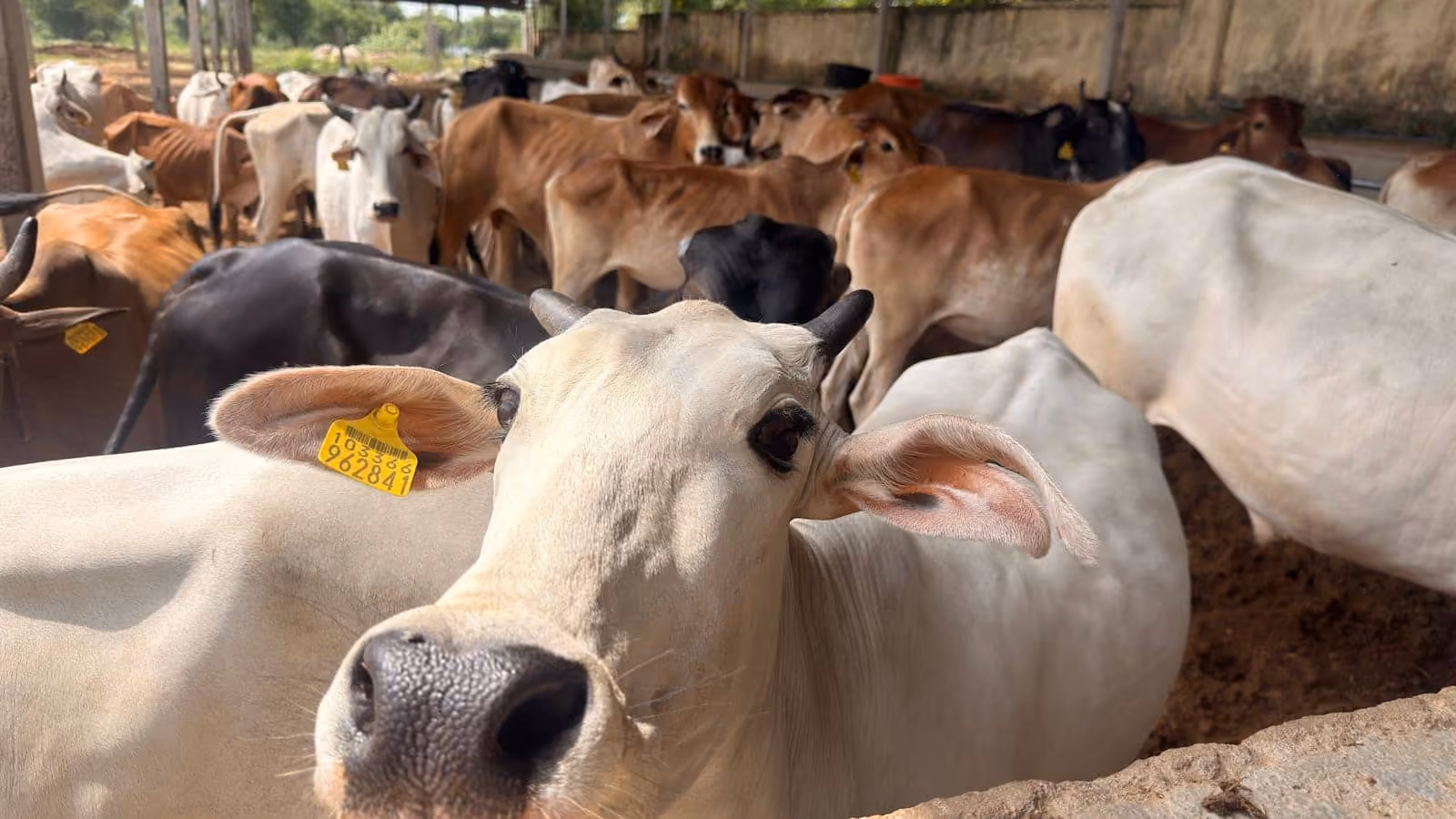 A white cow looks up calmly, the herd behind her