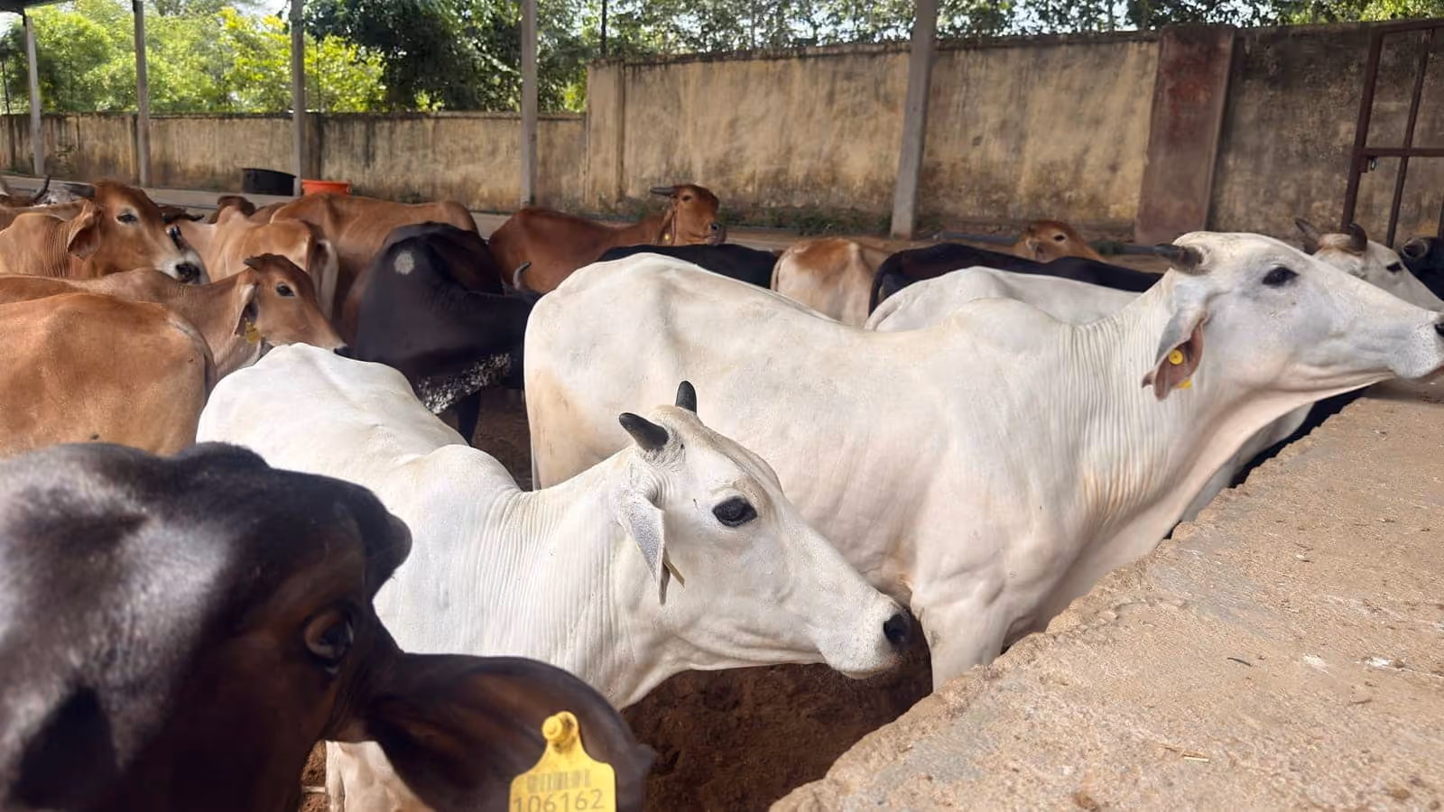 White cows at the feeding trough