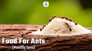 food-for-ants