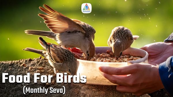Food for Birds