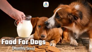 food-for-stray-dogs