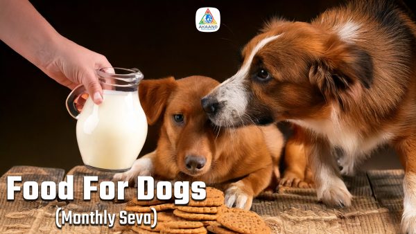 Food for Stray Dogs