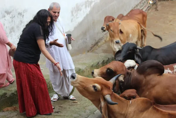 Tuladaan with Green Grass - Image 3