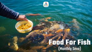 food-for-fish