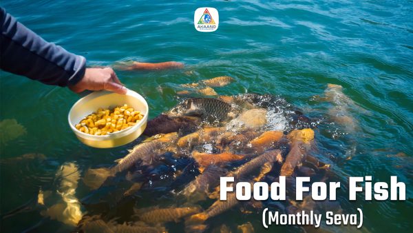 Food for Fish