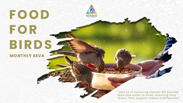 Food for Birds - Image 2