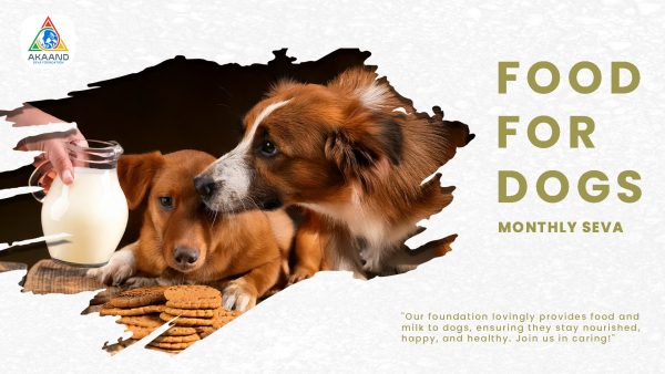 Food for Stray Dogs - Image 2